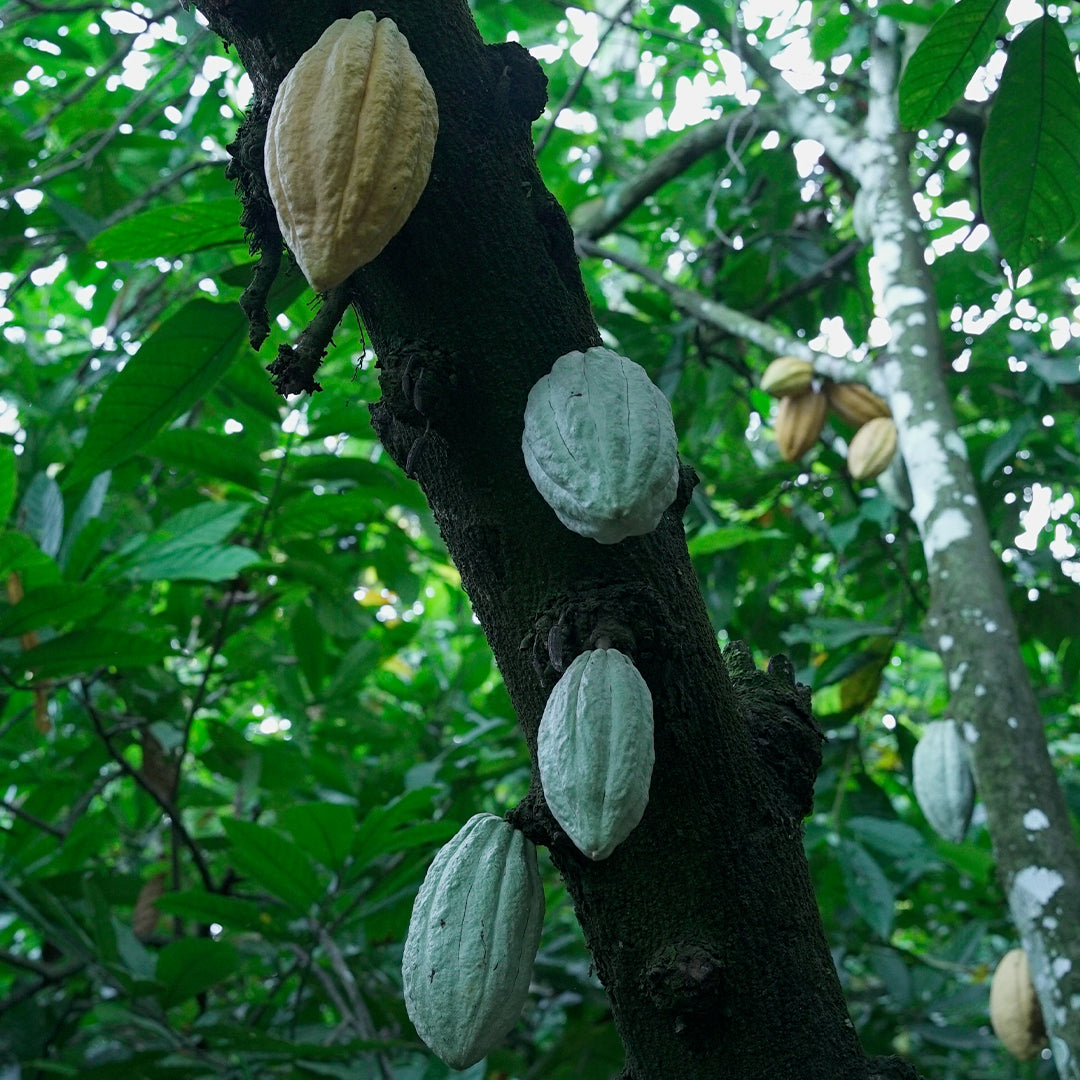 Tiguere — Barra de cacao 70% con naranja y cardamomo