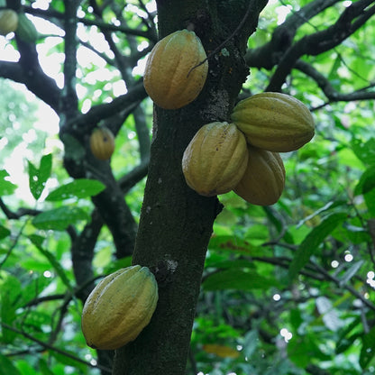 Carnaval — Barra de cacao 70% con nuez, pox y vainilla