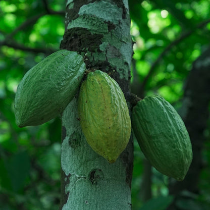 Flor de Sal — Barra de cacao 70% con flor de sal
