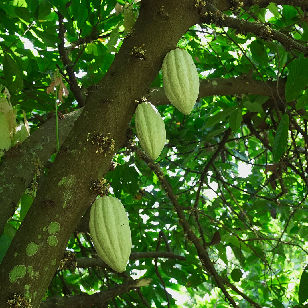 Clásica — Barra de cacao 70%