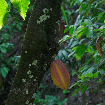 Espresso — Barra de cacao 70% con un espresso y nibs de café honey